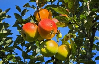 Afbeelding Appel 'Jacques Lebel' - Malus domestica 'Jacques Lebel'
