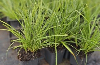 Afbeelding Veldbies - Luzula nivea