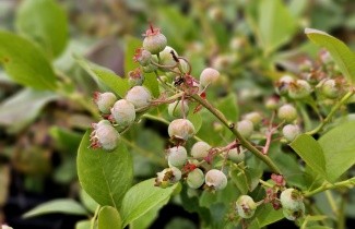 Afbeelding Blauwe bes 'Jersey' - Vaccinium corymbosum 'Jersey'