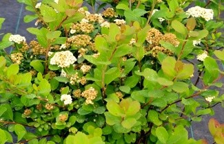 Afbeelding Spierstruik 'Tor' - vakbeplanting - Spiraea betulifolia 'Tor'