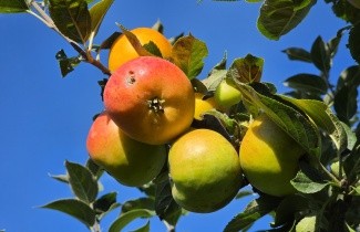 Afbeelding Appel 'Jacques Lebel' - Malus domestica 'Jacques Lebel'