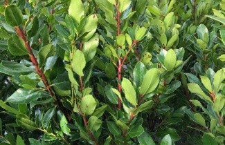 Afbeelding Aardbeiboom 'Compacta' - Arbutus unedo