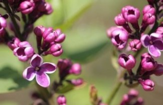 Afbeelding Sering 'Sensation' - Syringa vulgaris 'Sensation'