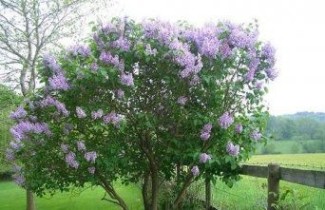 Afbeelding Sering vulgaris - Syringa vulgaris
