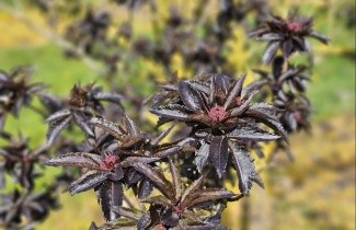 Afbeelding Zuil vlier 'Black Tower' - Sambucus nigra 'Black Tower'