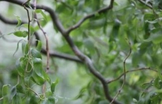 Afbeelding Kronkelwilg - Salix babylonica 'Tortuosa'