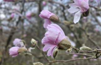 Afbeelding Stermagnolia 'Rosea' - Magnolia stellata 'Rosea'