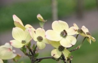 Afbeelding Veelbloemige kornoelje 'Ascona' - Cornus 'Ascona'