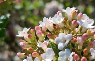 Afbeelding Sneeuwbal 'Anne Russel' - Viburnum burkwoodii 'Anne Russel'