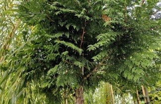 Afbeelding Reuzenlevensboom - Thuja plicata Excelsa