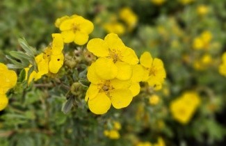 Afbeelding Ganzerik 'Goldstar' - Potentilla fruticosa 'Goldstar'