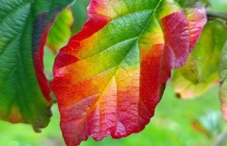 Afbeelding Perzisch IJzerhout  - Parrotia persica