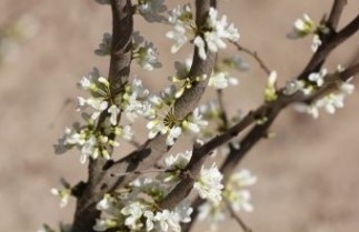 Afbeelding Chinese Judasboom 'Shirobana' - Cercis chinensis 'Shirobana'