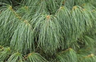 Afbeelding Tranenden - Pinus wallichiana