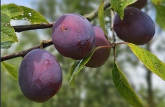 Afbeelding Pruim 'Belle de Louvain' - Prunus domestica 'Belle de Louvain'
