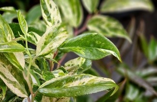 Afbeelding Druifheide 'Rainbow' - Leucothoe fontanesiana 'Rainbow'