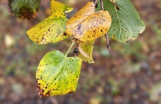Afbeelding Koningslinde - Tilia x europaea 'Pallida'