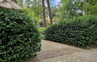 Afbeelding Blauwe hulst - Ilex meserveae 'Blue Prince'
