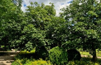 Afbeelding Rode Paardenkastanje - Aesculus x carnea
