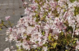 Afbeelding Bruidsbloem 'Yuki Cherry Blossom' - Deutzia 'Yuki Cherry Blossom'