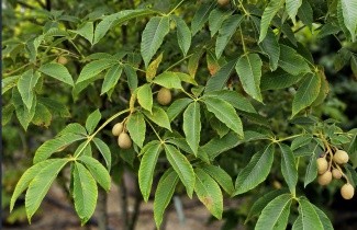 Afbeelding Kastanjeboom met rode herfstkleuren - Aesculus x Arnoldiana 'Autumn Splendor'
