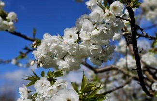 Afbeelding Japanse sierkers - Prunus 'Fugenzo'