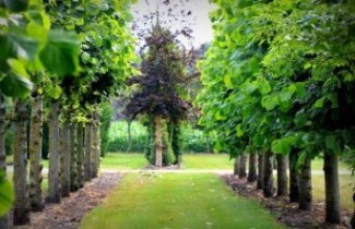 Afbeelding Amerikaanse linde - Tilia americana 'Nova'