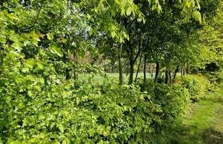 Afbeelding Gemengde hagen - Gemengde hagen