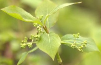 Afbeelding Kardinaalsmuts planipes - Euonymus planipes