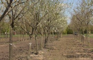 Afbeelding Pruim ras onbekend - Prunus domestica cv