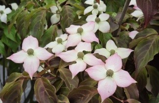 Afbeelding Japanse grootbloemige kornoelje 'Cappuccino' - Cornus kousa 'Cappuccino'