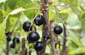 Afbeelding Zwarte bes 'Titania' - Ribes nigrum 'Titania'