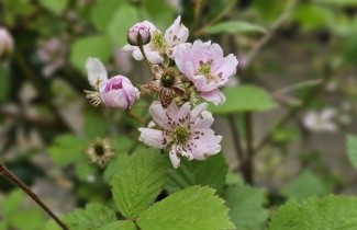 Afbeelding Gewone braam - Rubus fruticosus
