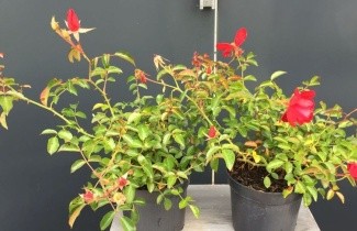 Afbeelding Heesterroos Mainaufeuer - Rosa (H) Mainaufeuer