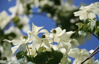 Afbeelding Japanse grootbloemige kornoelje - Cornus kousa