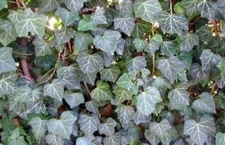 Afbeelding Klimop Woerner - Hedera helix 'Woerner '