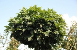 Afbeelding Moeraseik dwergvorm  - Quercus palustris 'Green Dwarf'