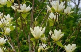 Afbeelding Magnolia 'Double Diamond' - Magnolia denudata 'Double Diamond'