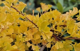 Afbeelding Japanse Notenboom 'Mariken' - Ginkgo biloba 'Mariken'