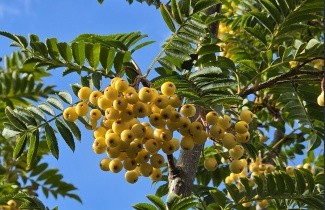 Afbeelding Lijsterbes 'Joseph Rock' - Sorbus 'Joseph Rock'