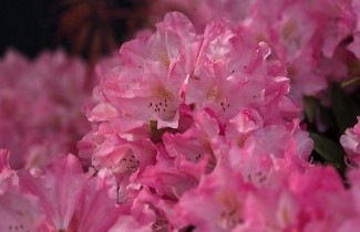 Afbeelding Japanse Rhododendron - Rhododendron Yakushimanum 'Pink Cherub'