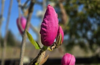 Afbeelding Magnolia 'Felix Jury' - Magnolia 'Felix Jury'