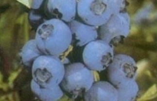 Afbeelding Blauwe bes 'Northland' - Vaccinium corymbosum 'Northland'