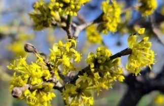 Afbeelding Gele Kornoelje, spil - Cornus mas