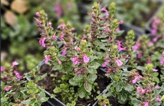 Afbeelding Gamander - Teucrium lucidrys per kist á 24 st.
