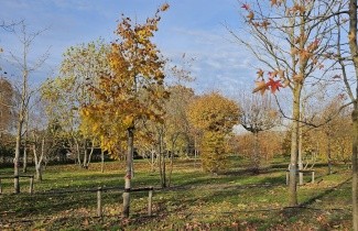 Afbeelding Chinese linde - Tilia henryana