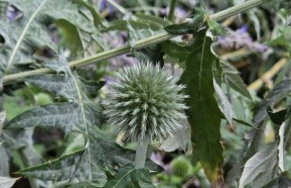 Afbeelding Kogeldistel - Echinops ritro 'Veitch's Blue'