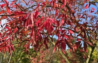 Afbeelding Gewone Kardinaalshoed - Euonymus europaeus
