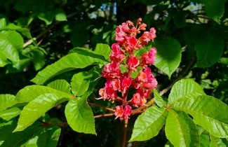 Afbeelding Rode Paardenkastanje - Aesculus x carnea 'Briotii'