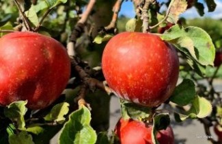 Afbeelding Appel 'Rode Boskoop'  - Malus domestica 'Rode Boskoop'